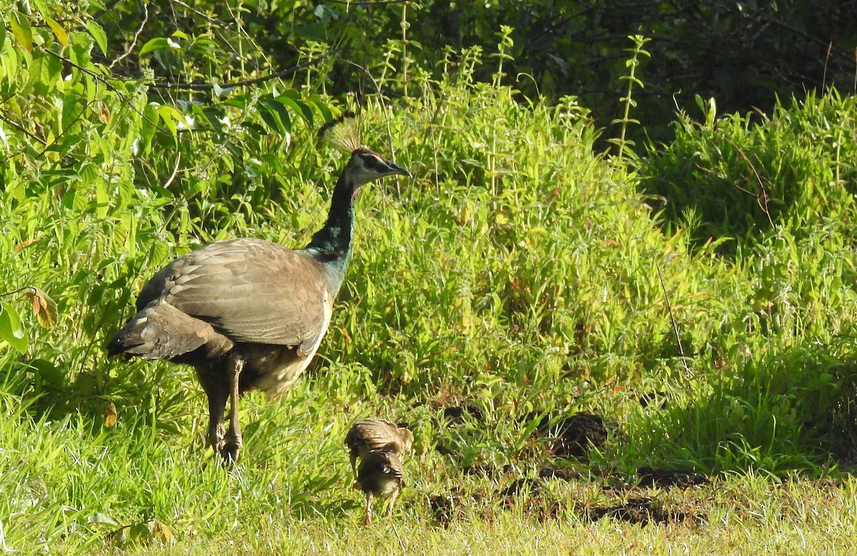 Indian Peafowl - ML623902640