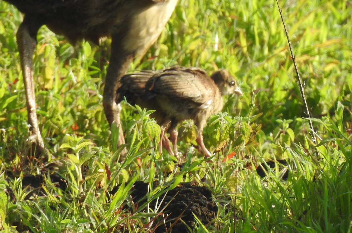 Indian Peafowl - ML623902641