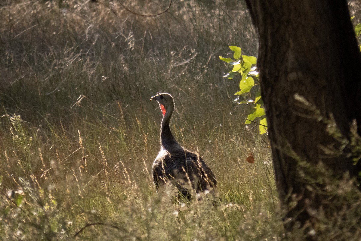 Wild Turkey - Zachary Kaiser