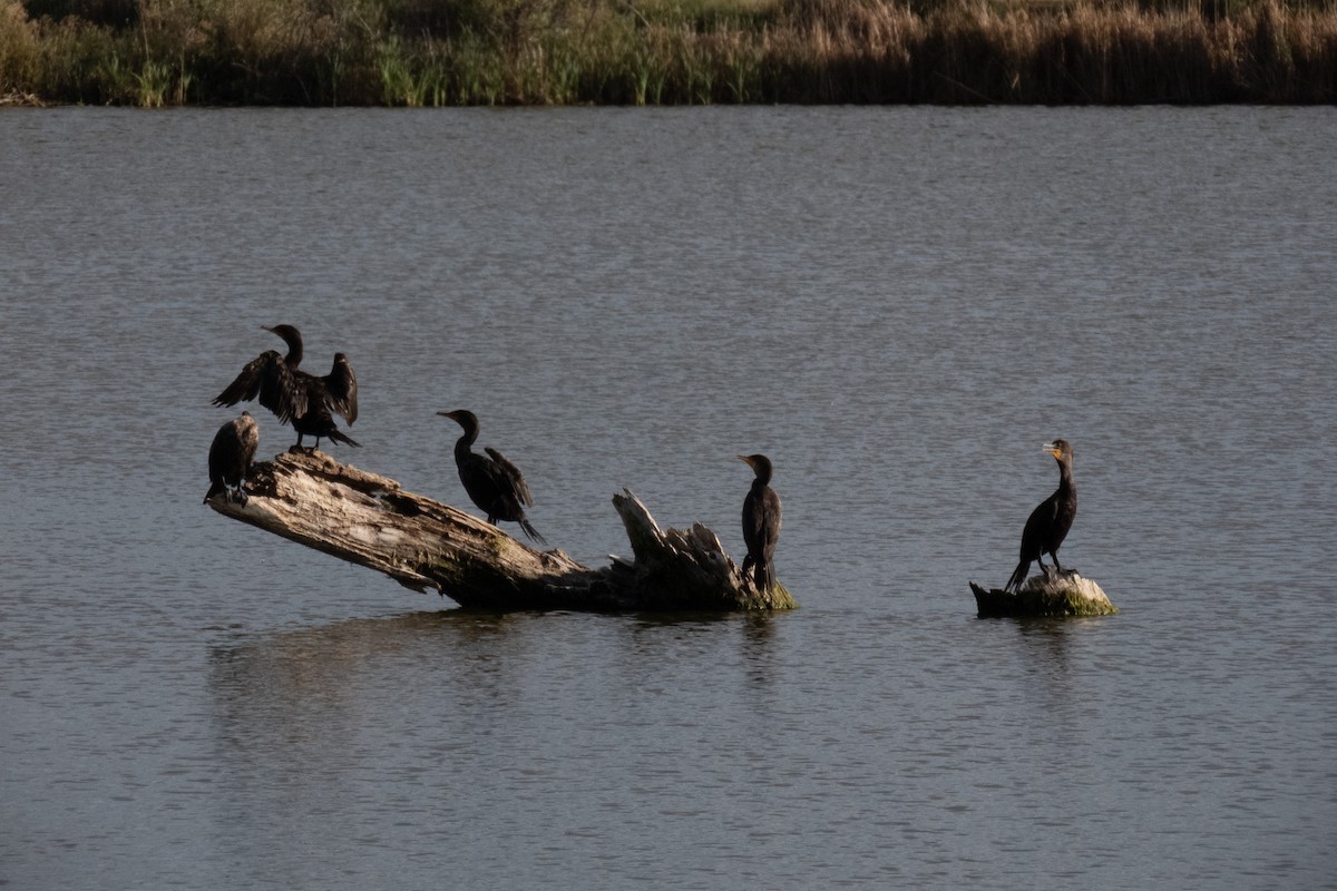 Double-crested Cormorant - ML623902643