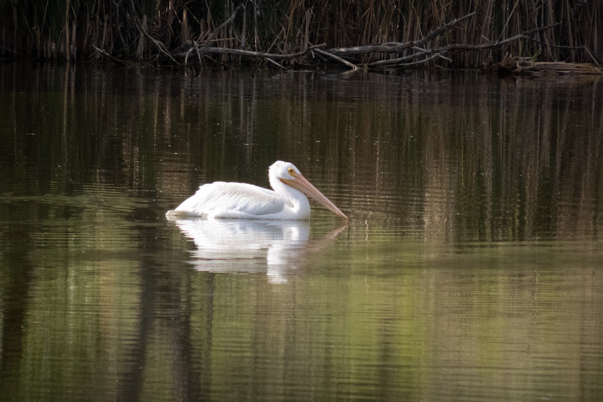 American White Pelican - ML623902644