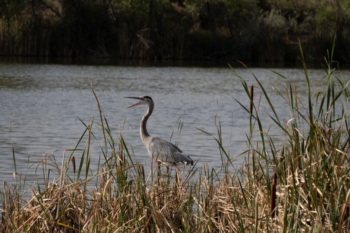 Great Blue Heron - ML623902646