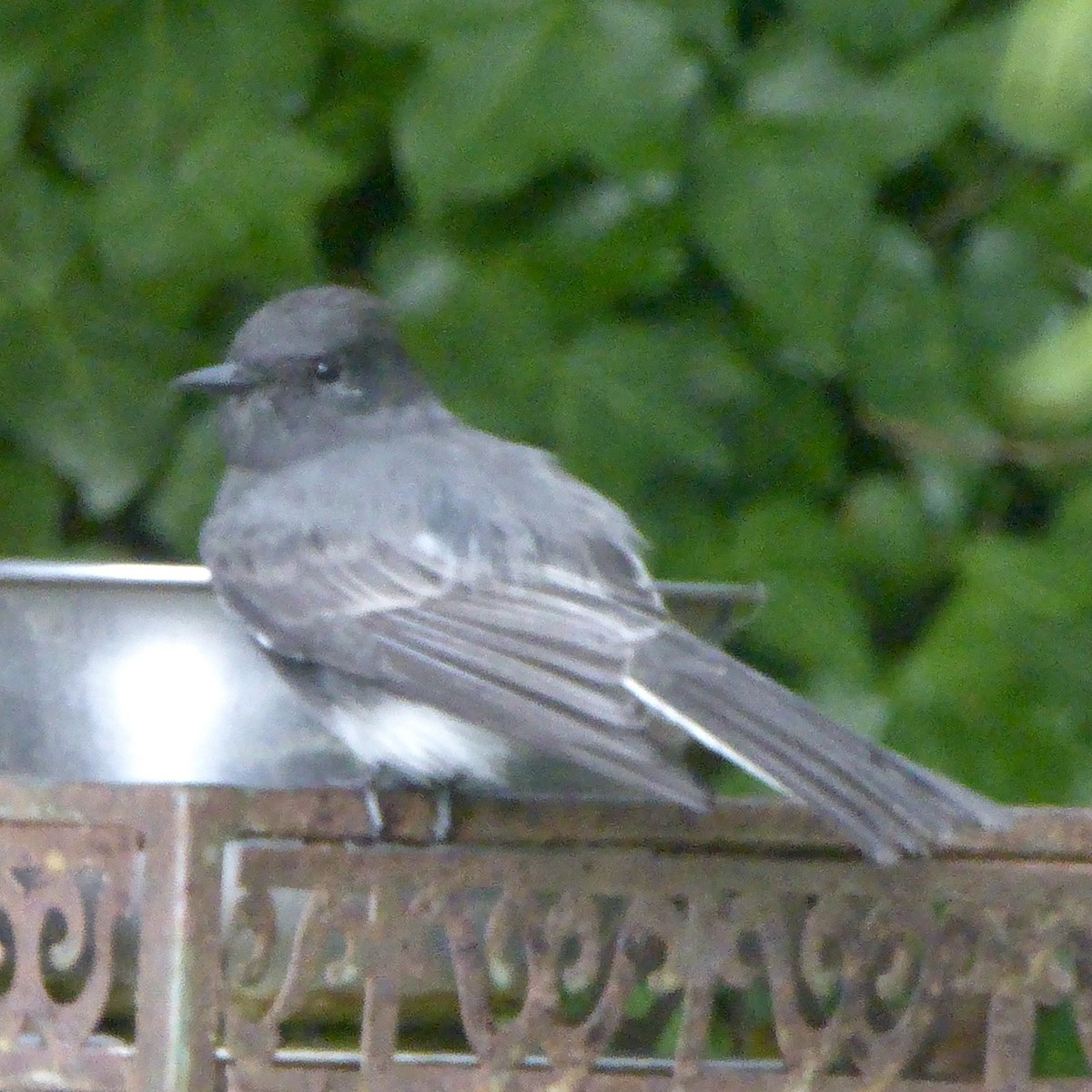 Black Phoebe (Northern) - ML623902647