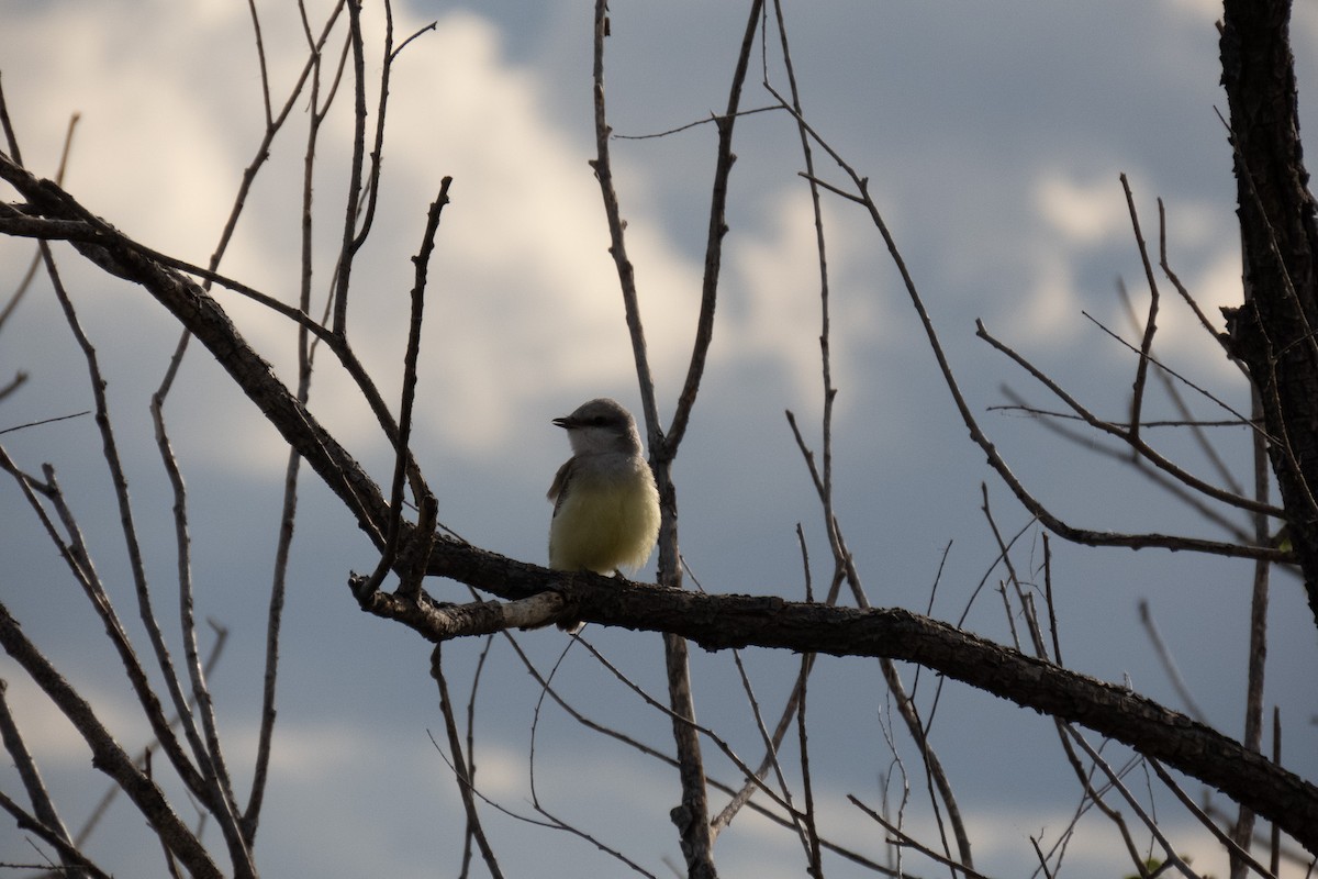 Western Kingbird - ML623902657