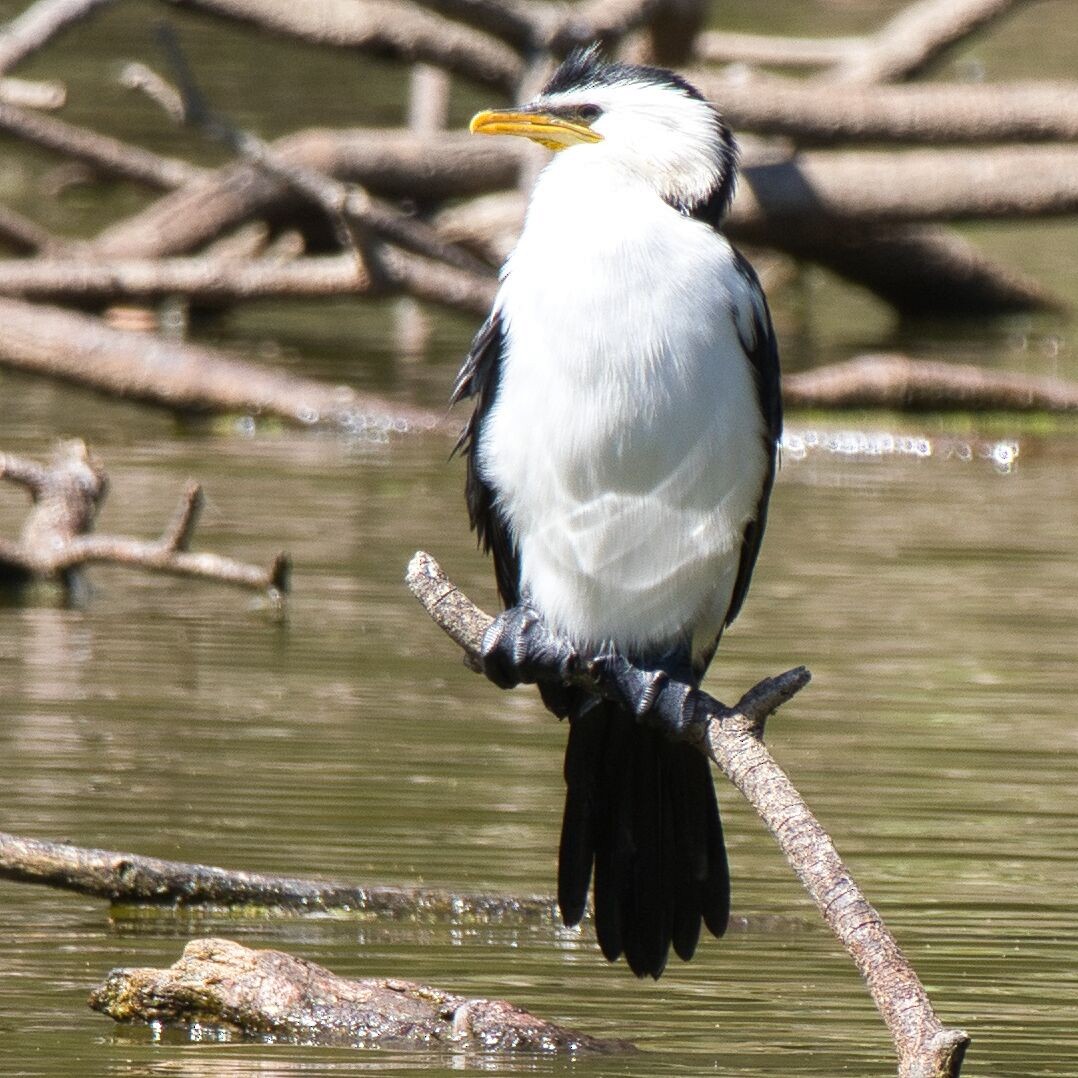 Little Pied Cormorant - ML623902661