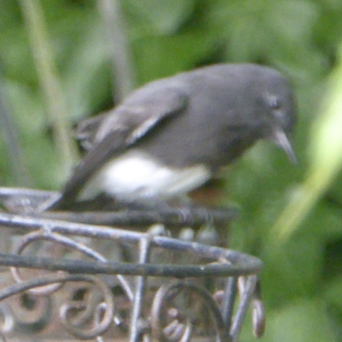 Black Phoebe (Northern) - Anonymous