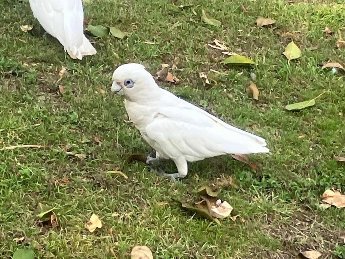 Little Corella - ML623902673