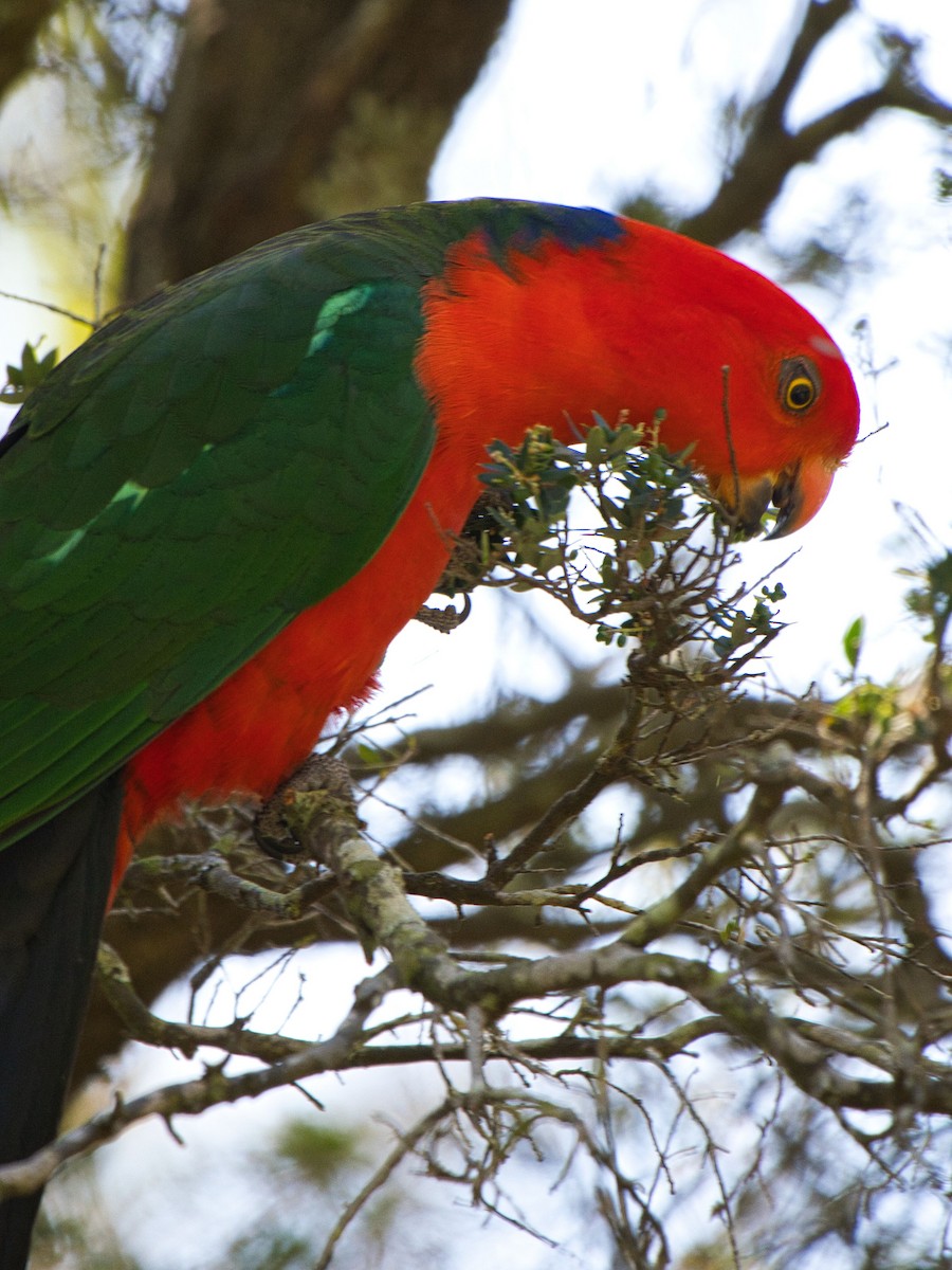 Australian King-Parrot - ML623902675