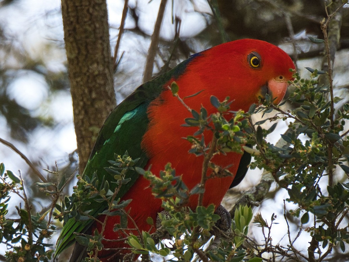 Australian King-Parrot - Mark Pronger