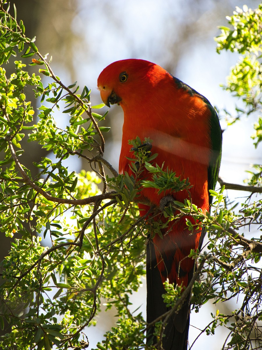 Australian King-Parrot - ML623902691