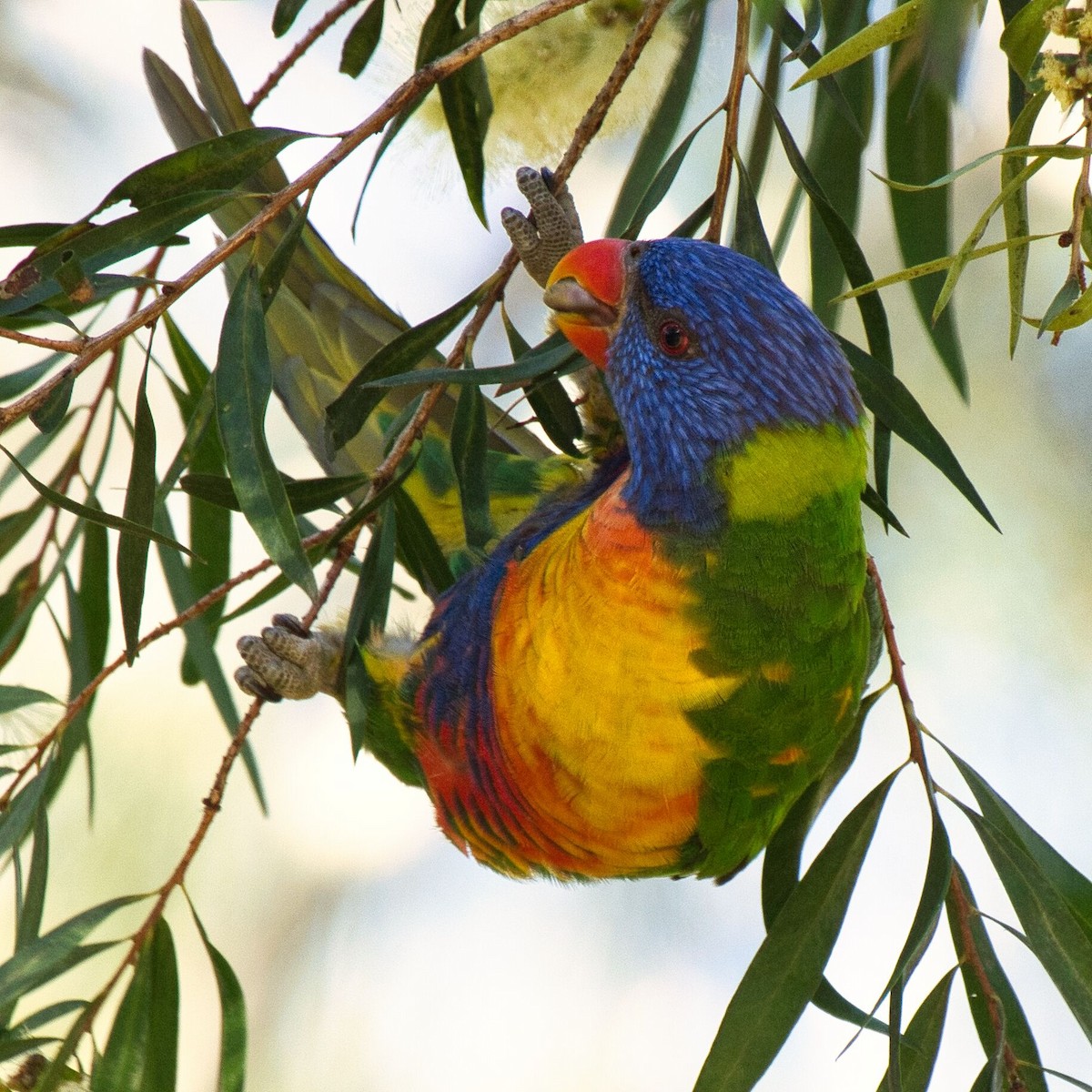 Rainbow Lorikeet - ML623902698