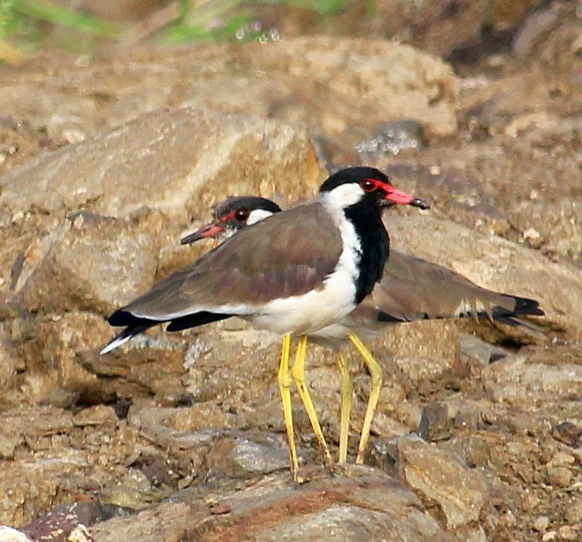 Red-wattled Lapwing - ML623902699