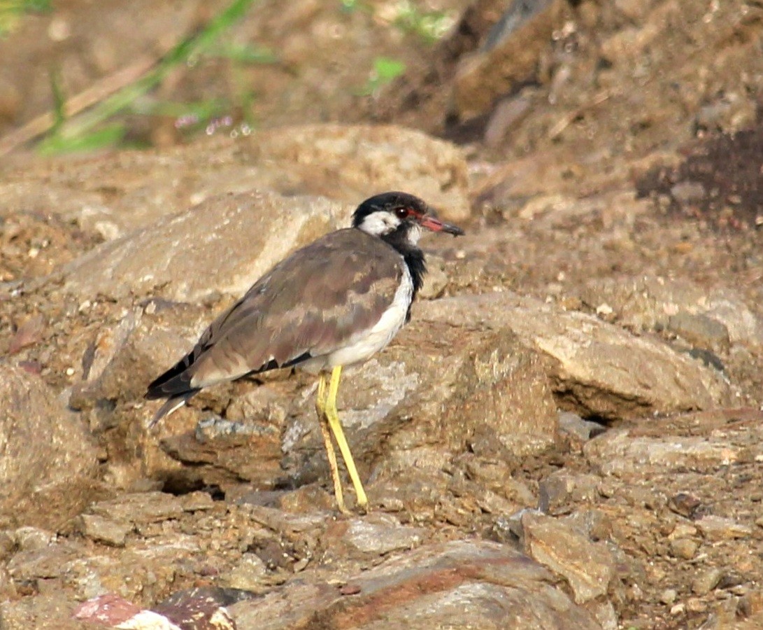 Red-wattled Lapwing - ML623902700