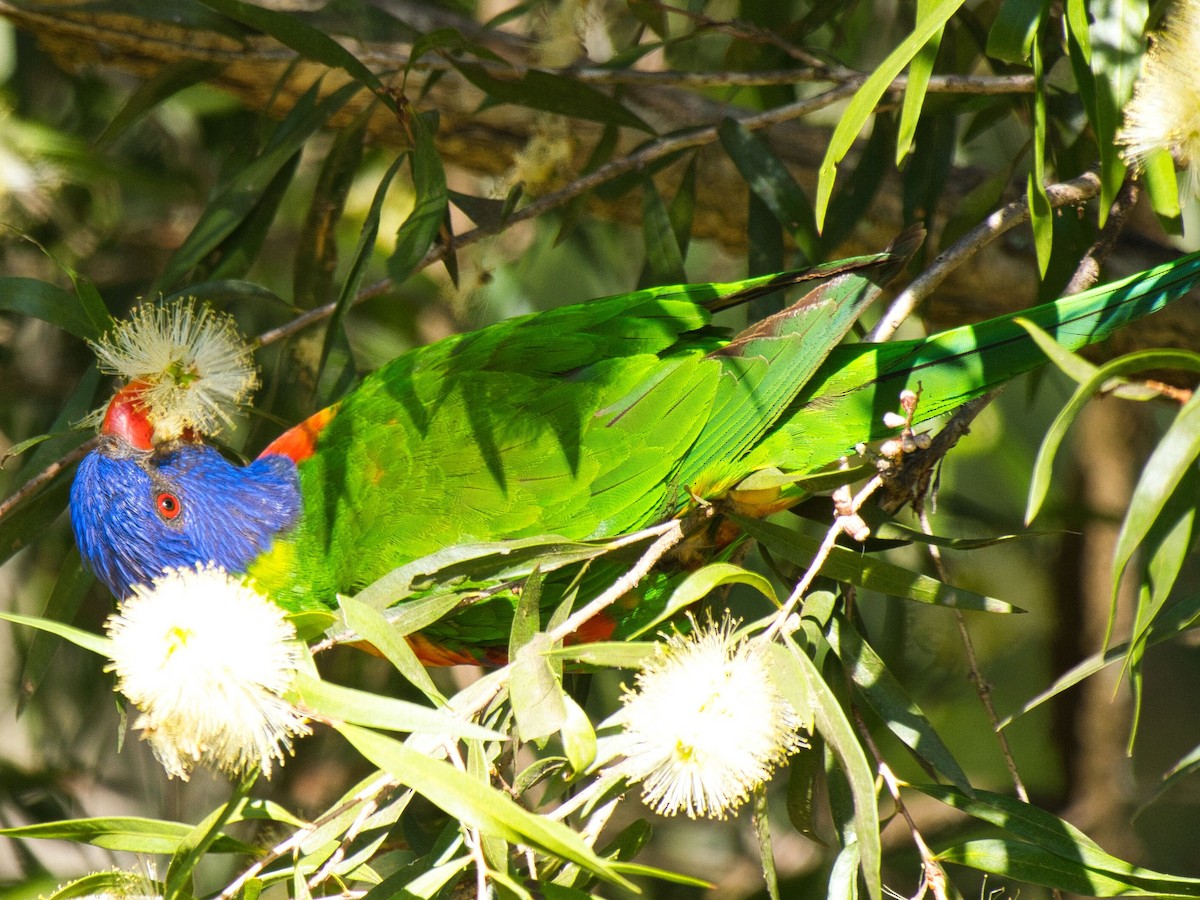 Rainbow Lorikeet - ML623902703