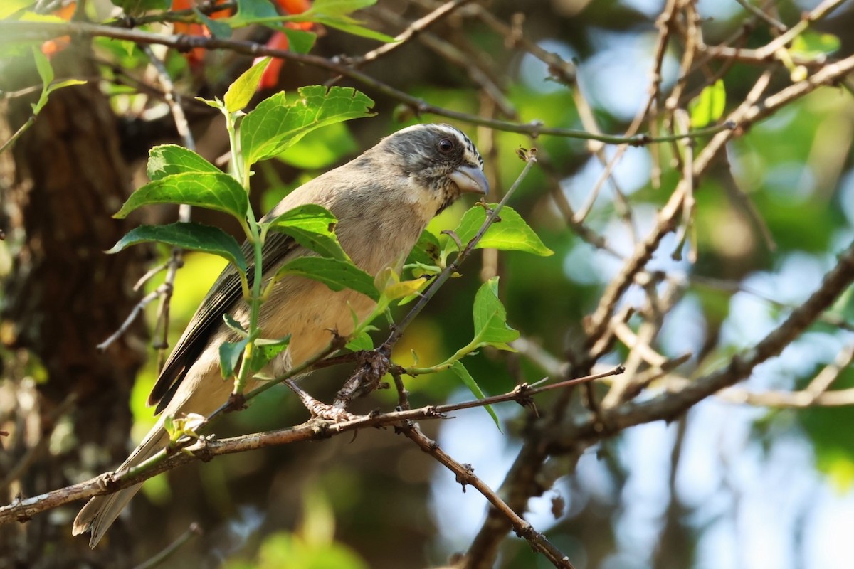 Streaky-headed Seedeater - ML623902713