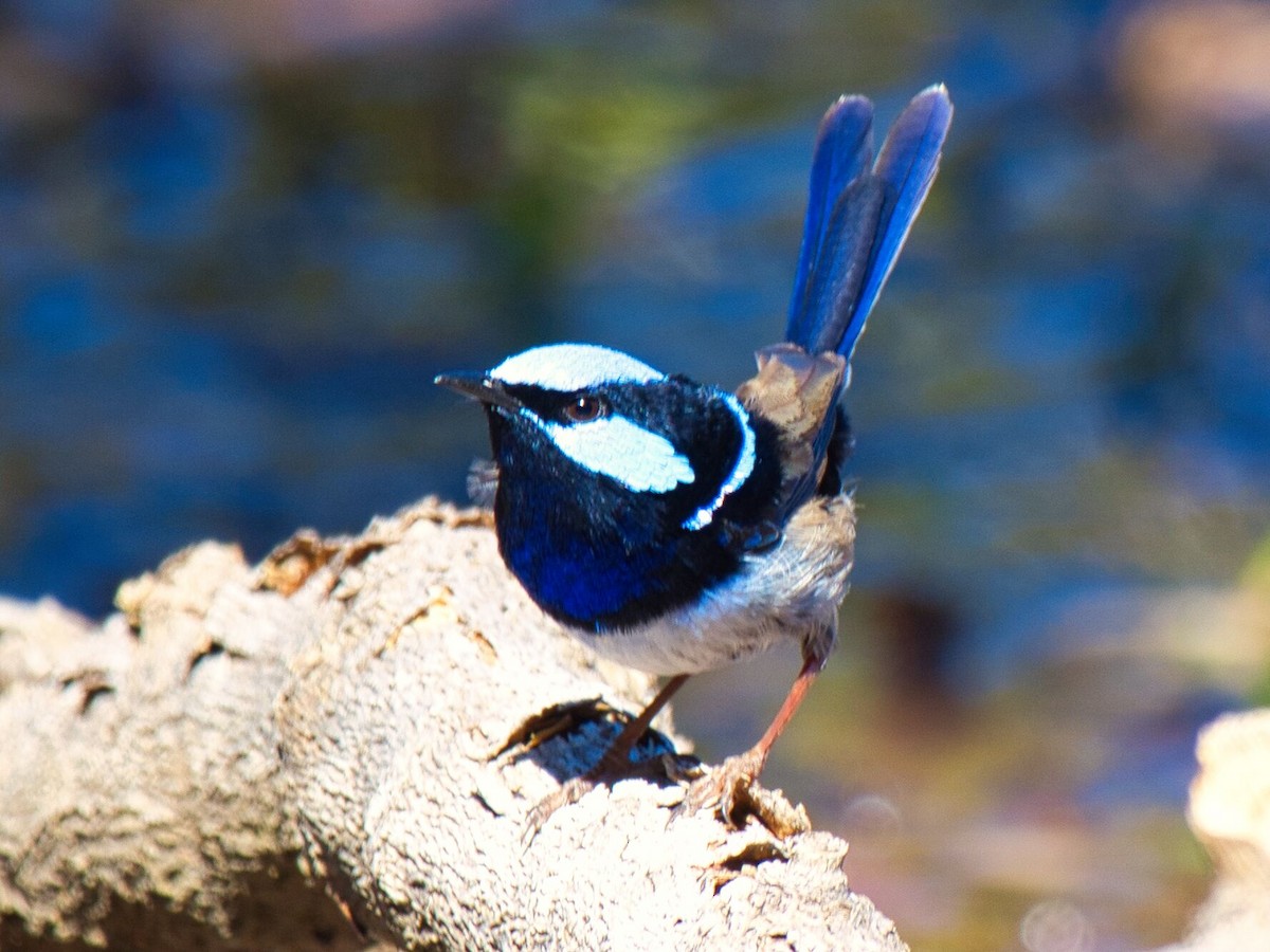 Superb Fairywren - ML623902714