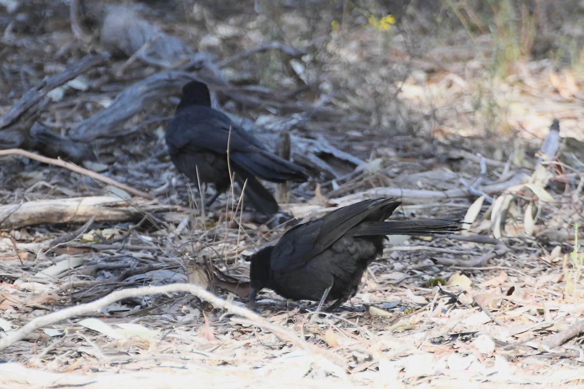 White-winged Chough - ML623902728