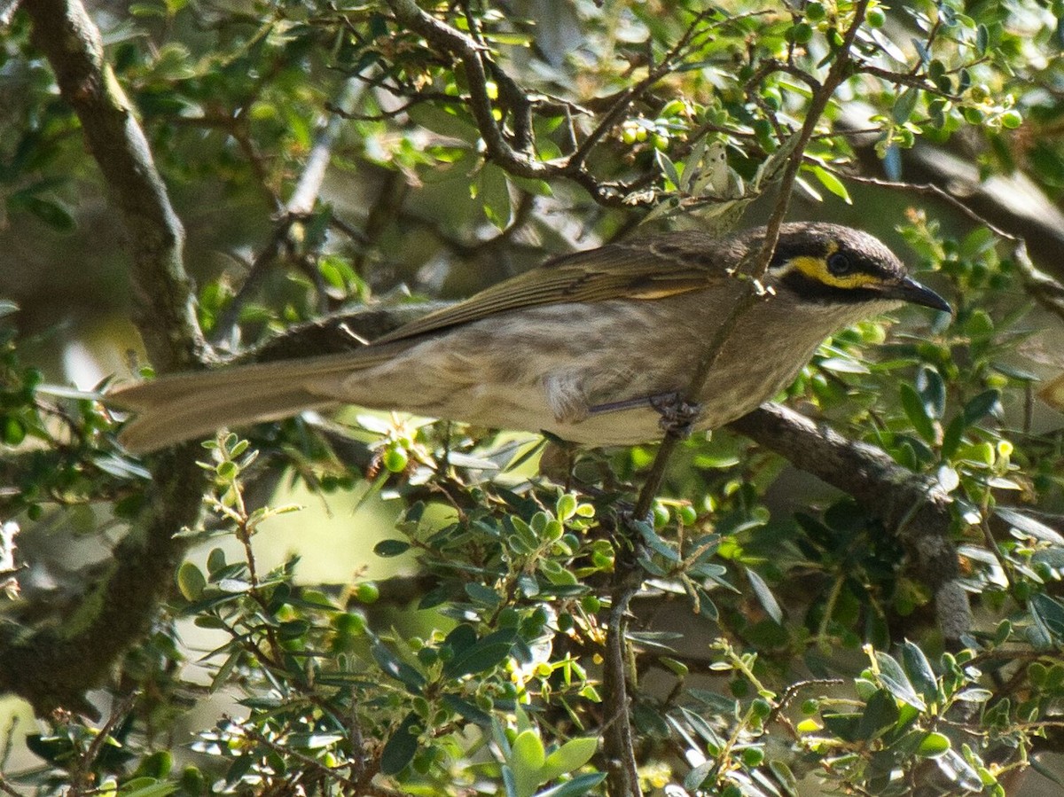 Yellow-faced Honeyeater - ML623902729