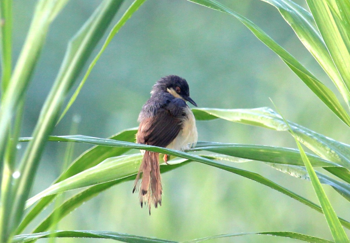 Ashy Prinia - ML623902733