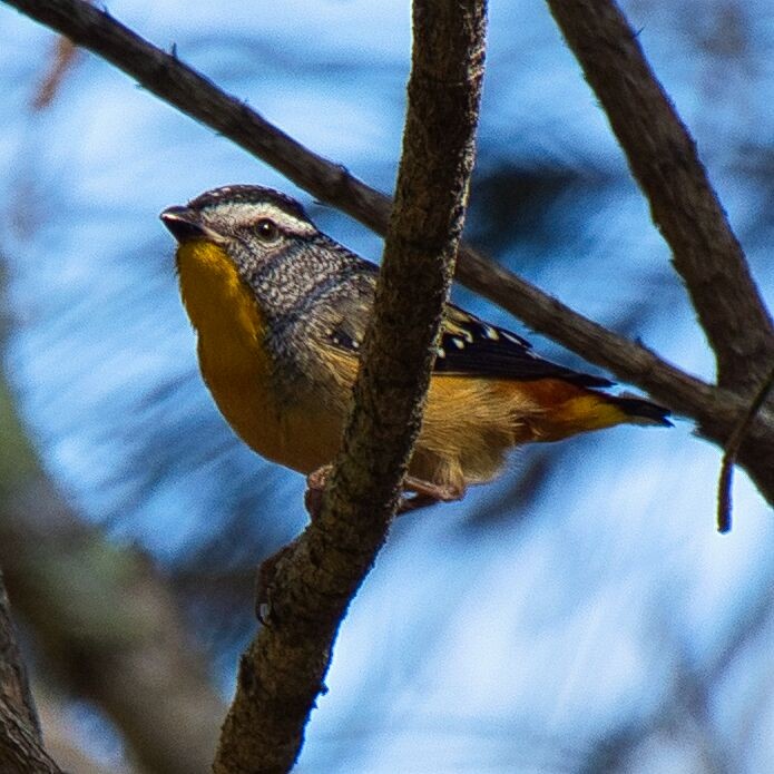 Pardalote pointillé - ML623902734