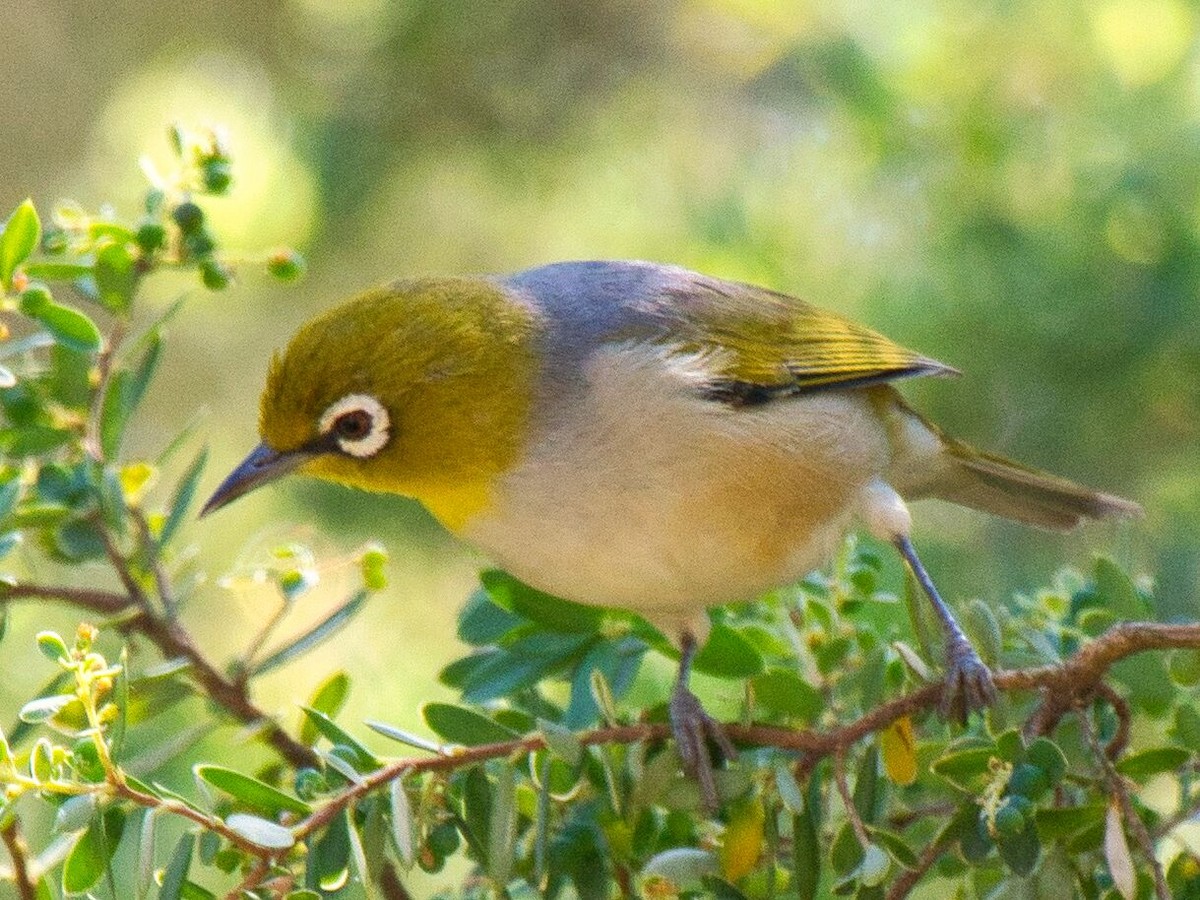 Silvereye - ML623902745