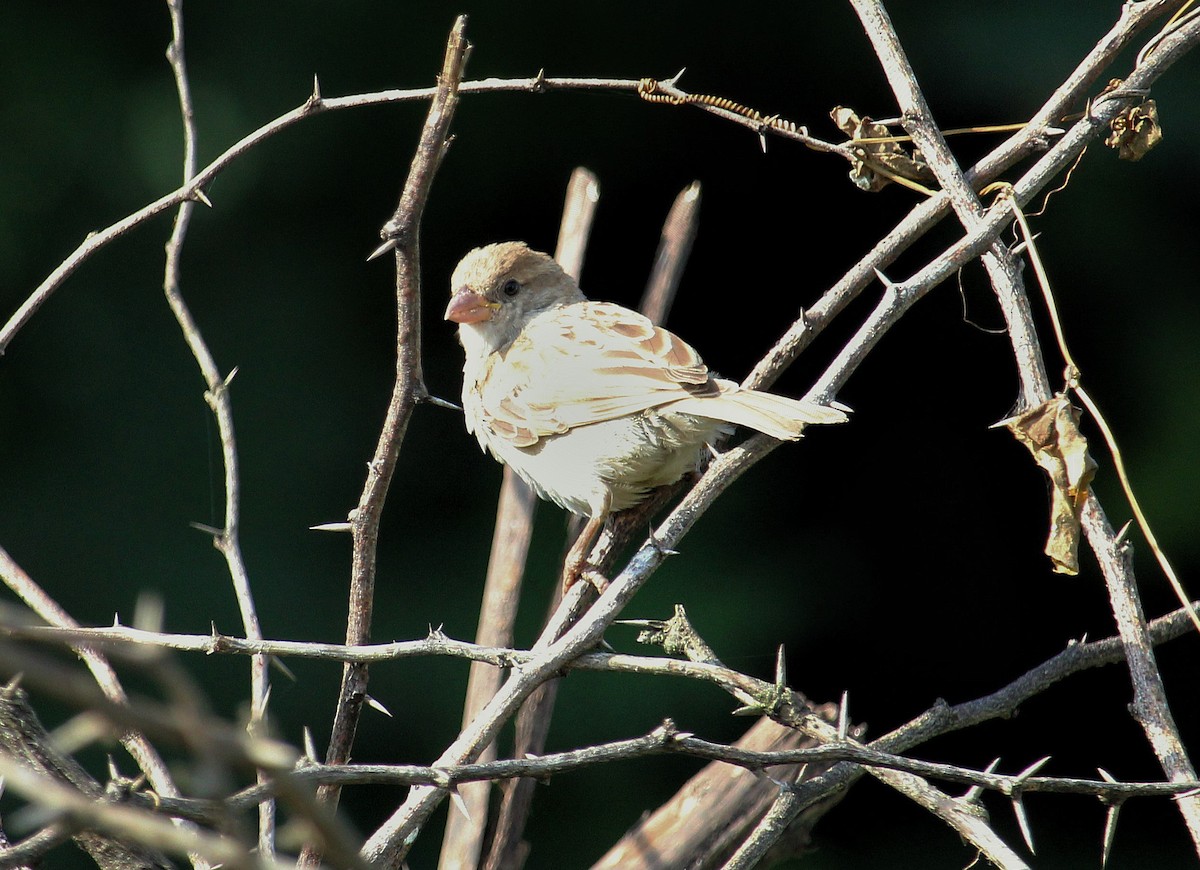 House Sparrow - ML623902760