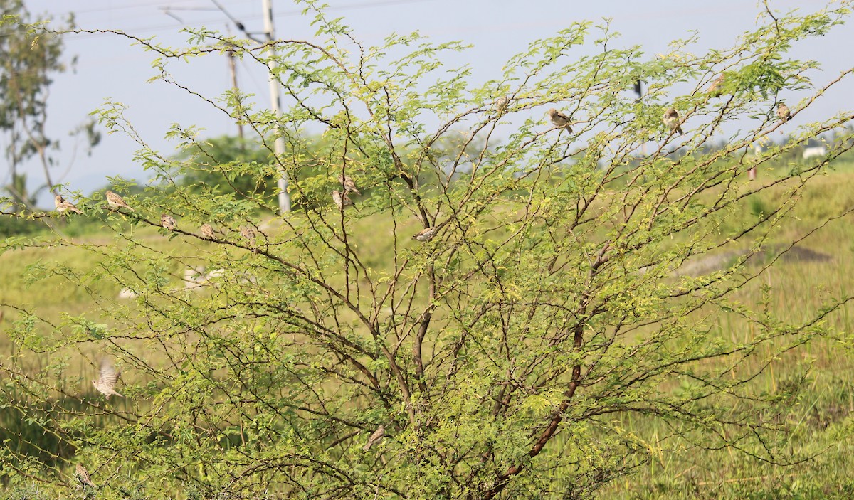 House Sparrow - ML623902761