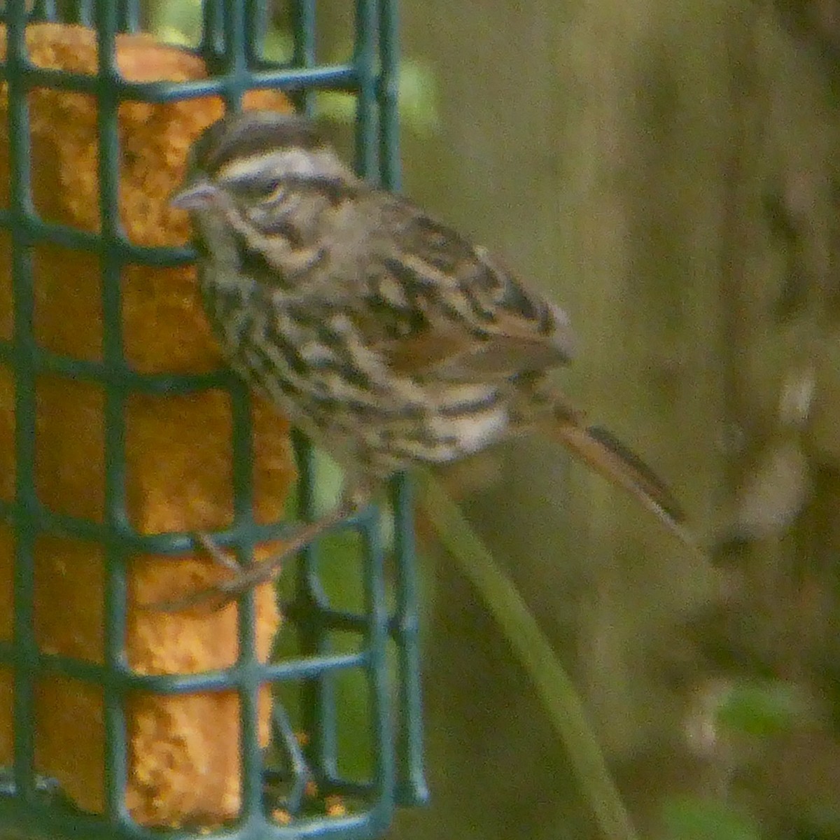 Song Sparrow - ML623902776