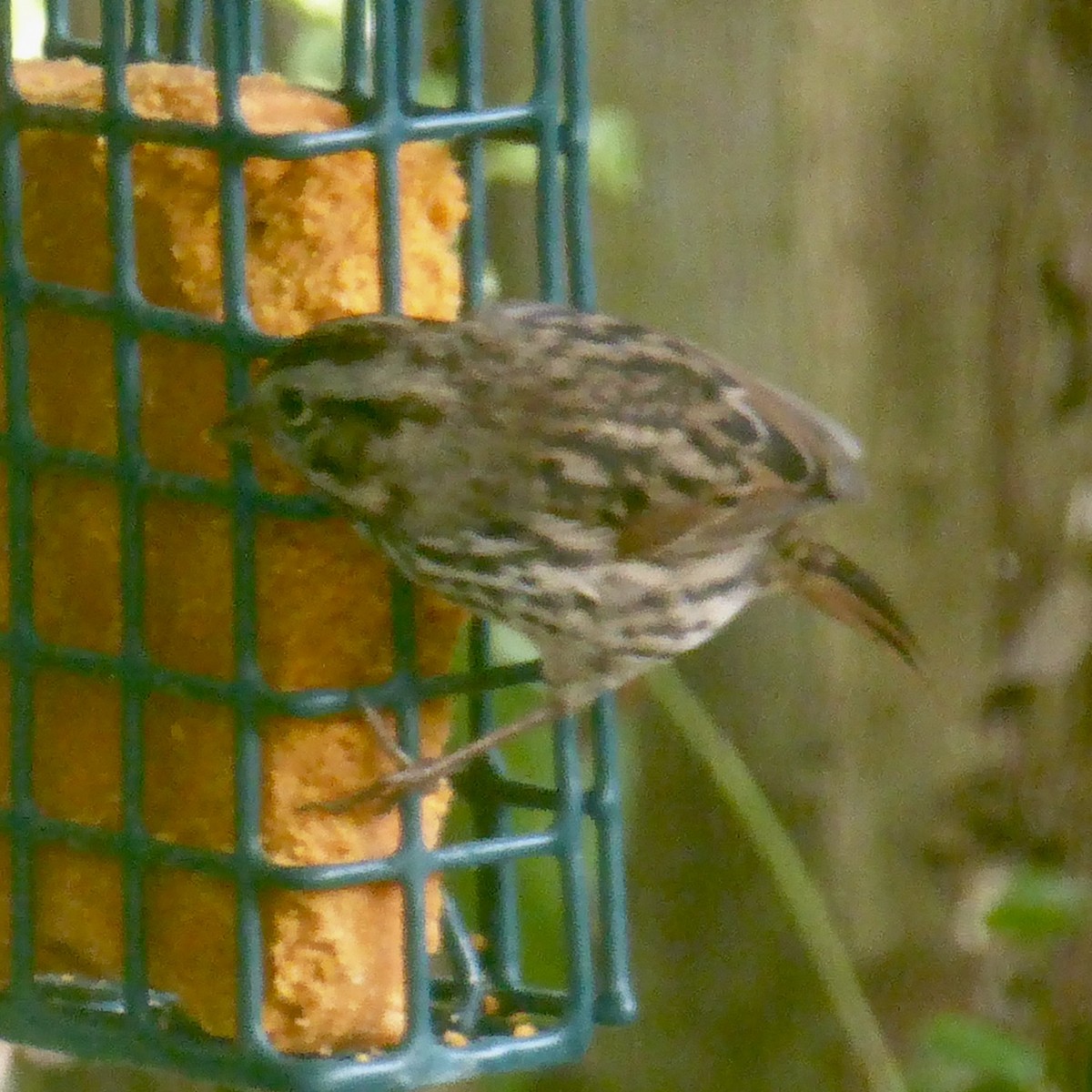 Song Sparrow - ML623902784