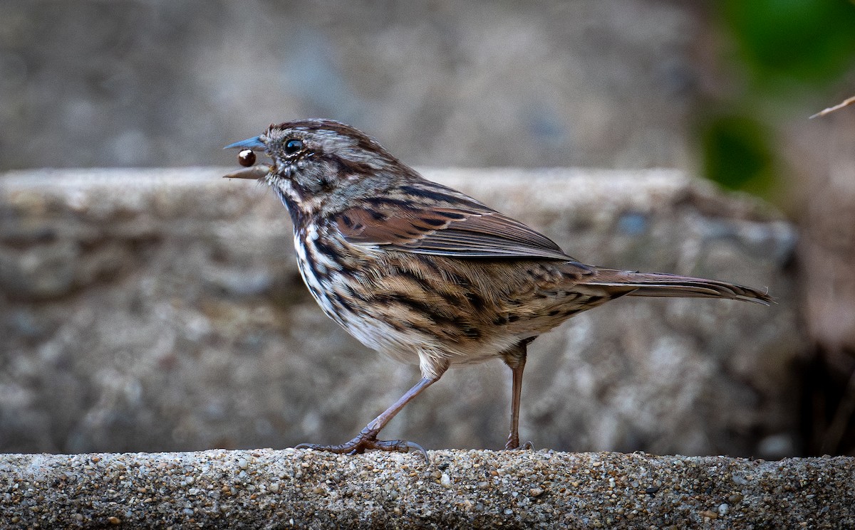 Song Sparrow - ML623902787