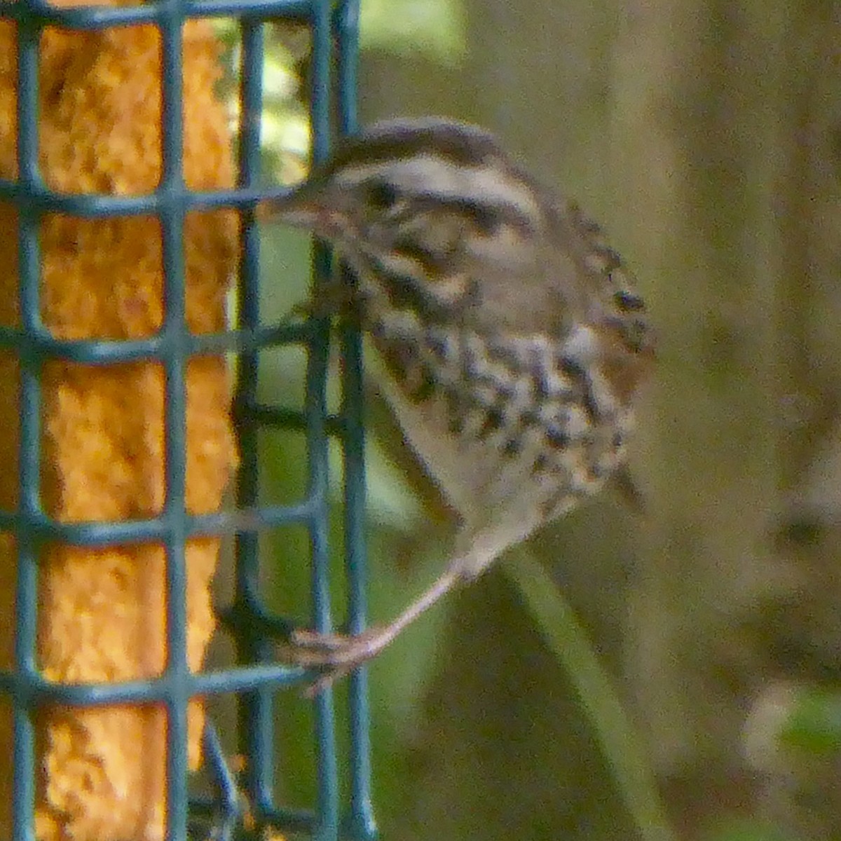 Song Sparrow - ML623902795