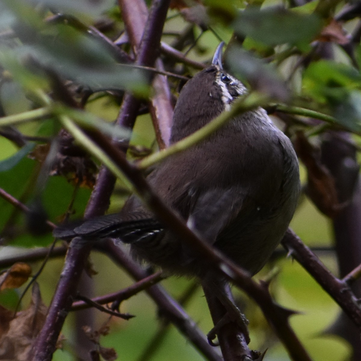 Bewick's Wren - ML623902814