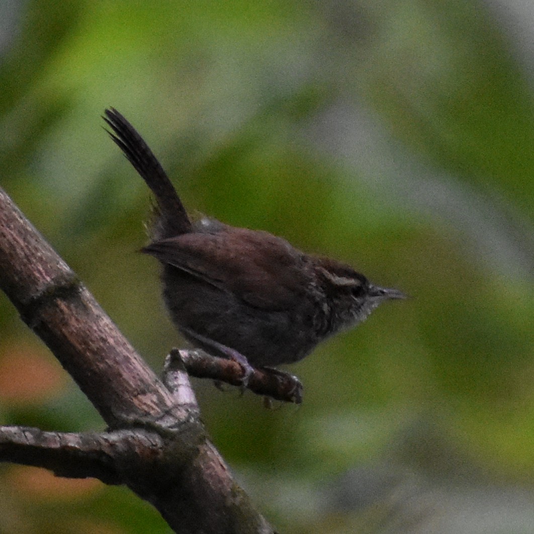 Bewick's Wren - ML623902815