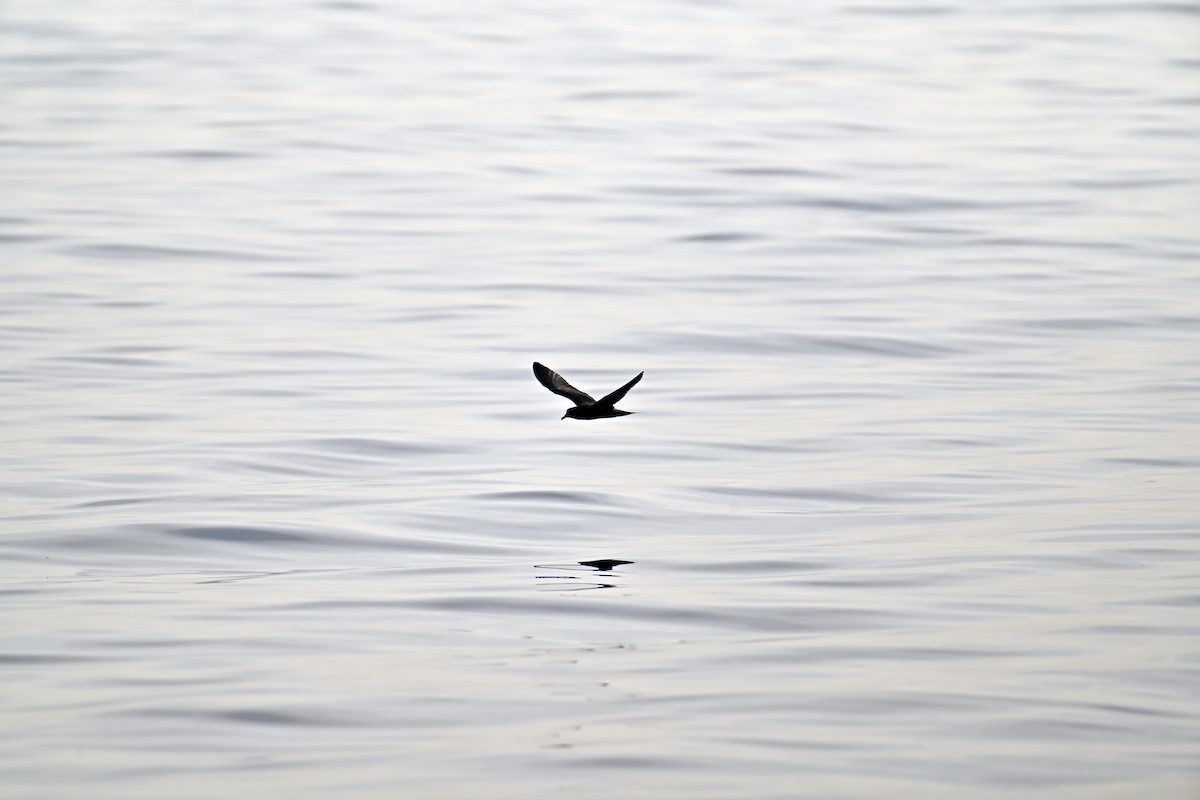 Bulwer's Petrel - ML623902821