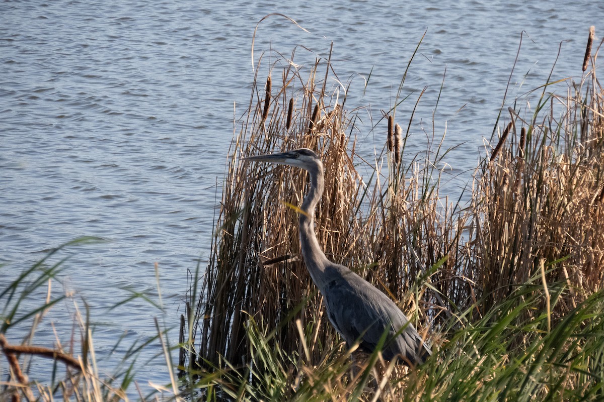 Great Blue Heron - ML623902822