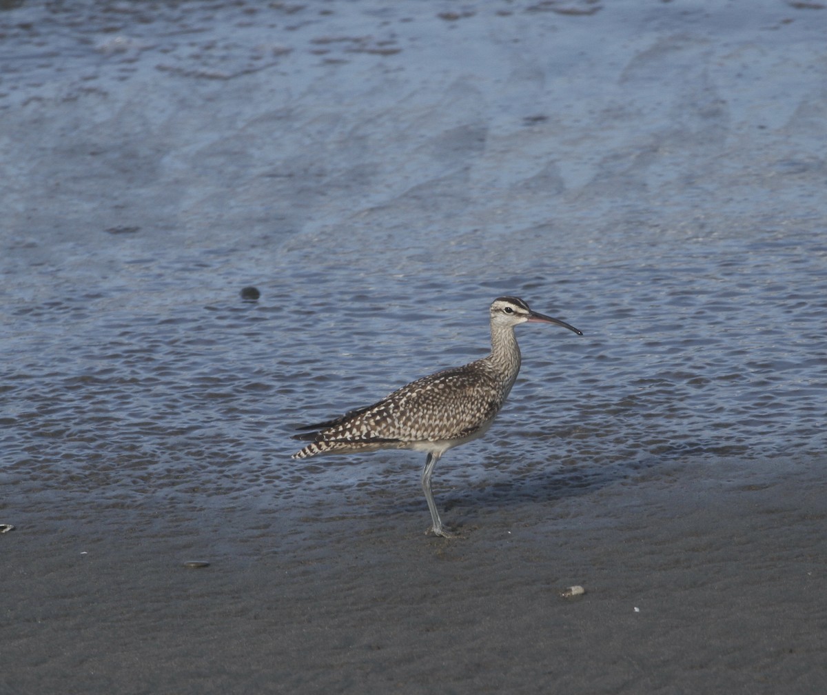 Whimbrel - Paul Saraceni