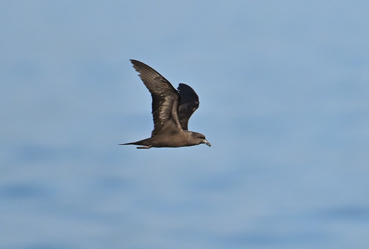 Bulwer's Petrel - ML623902850