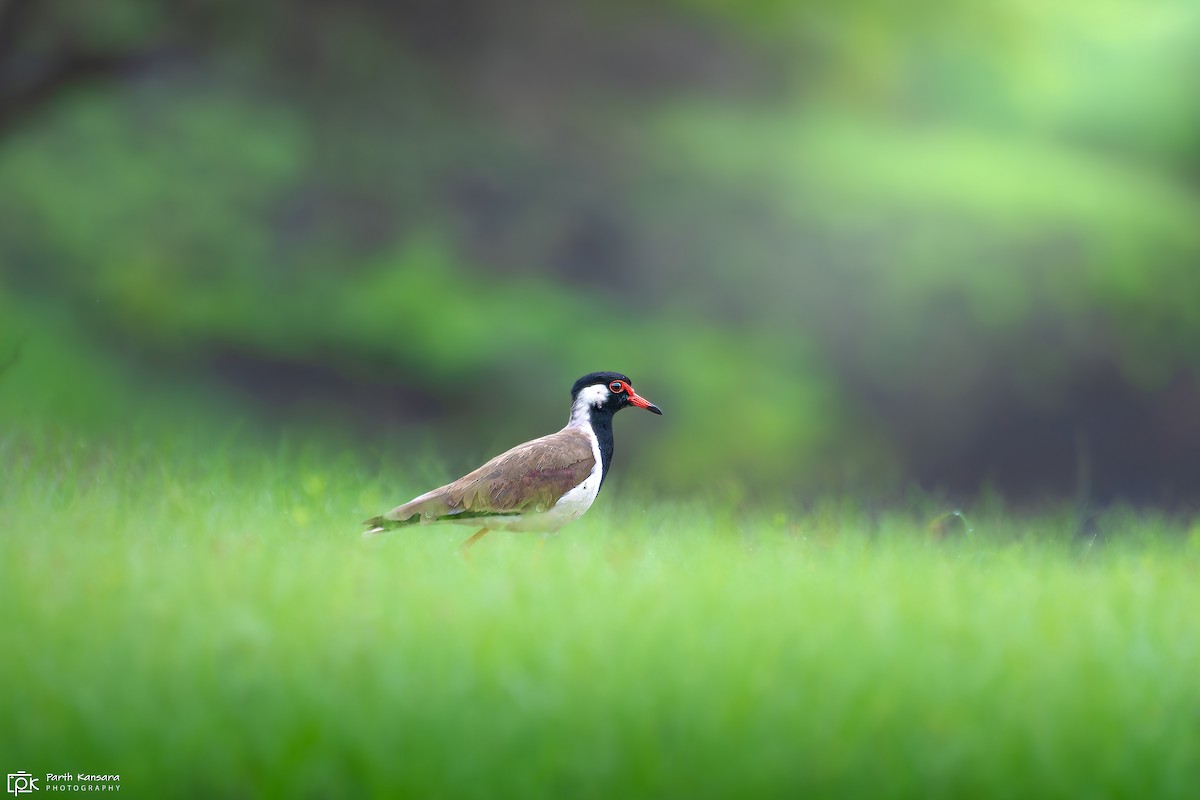 Red-wattled Lapwing - ML623902858