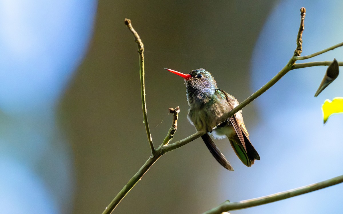 Blue-throated Goldentail - ML623902888