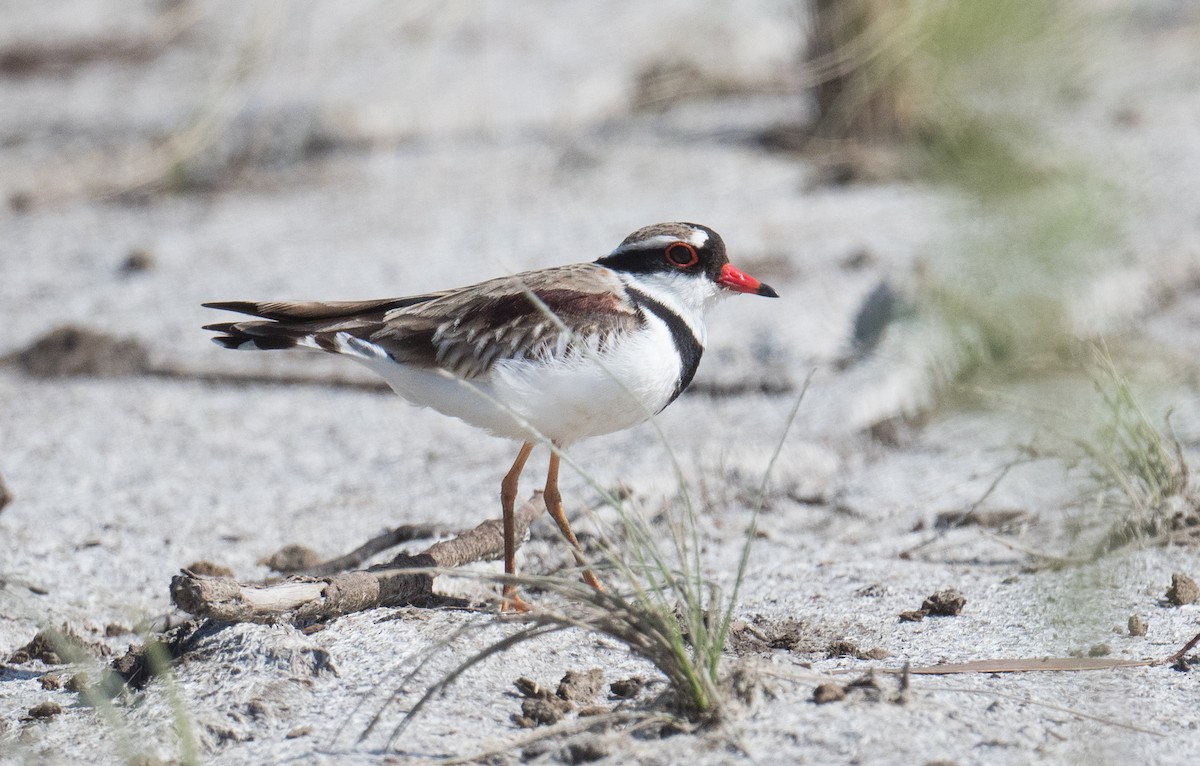 Black-fronted Dotterel - ML623902889