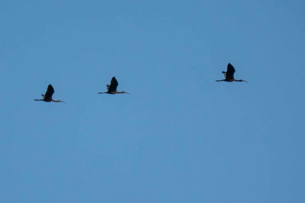 Glossy Ibis - ML623902890