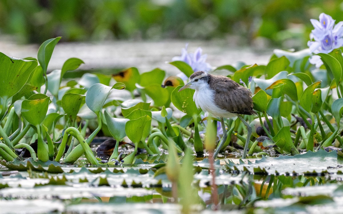 Northern Jacana - ML623902895