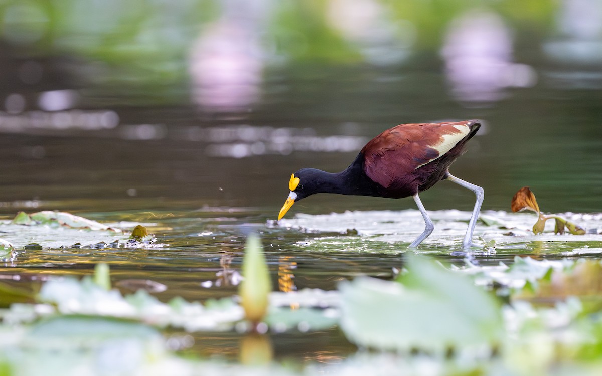 Northern Jacana - ML623902896