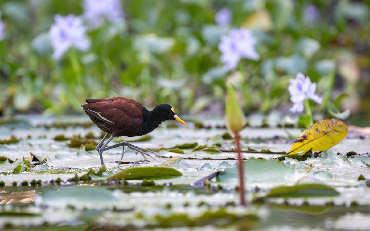 Northern Jacana - ML623902897