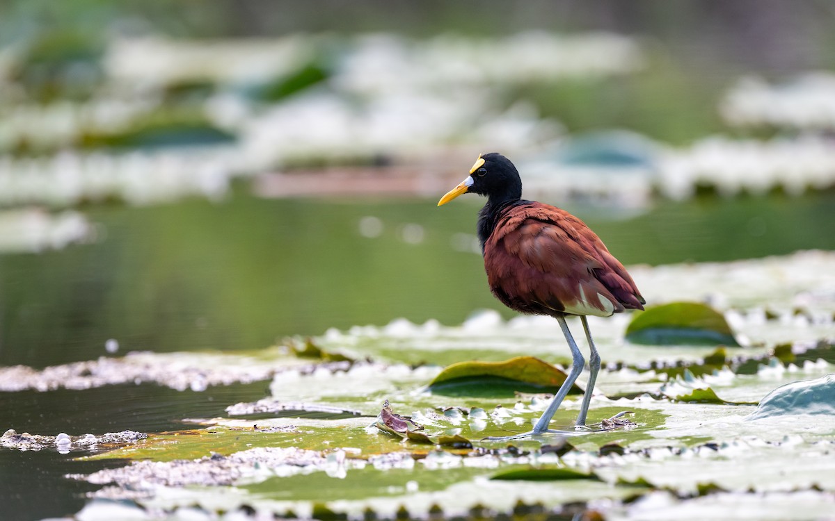 Northern Jacana - ML623902898