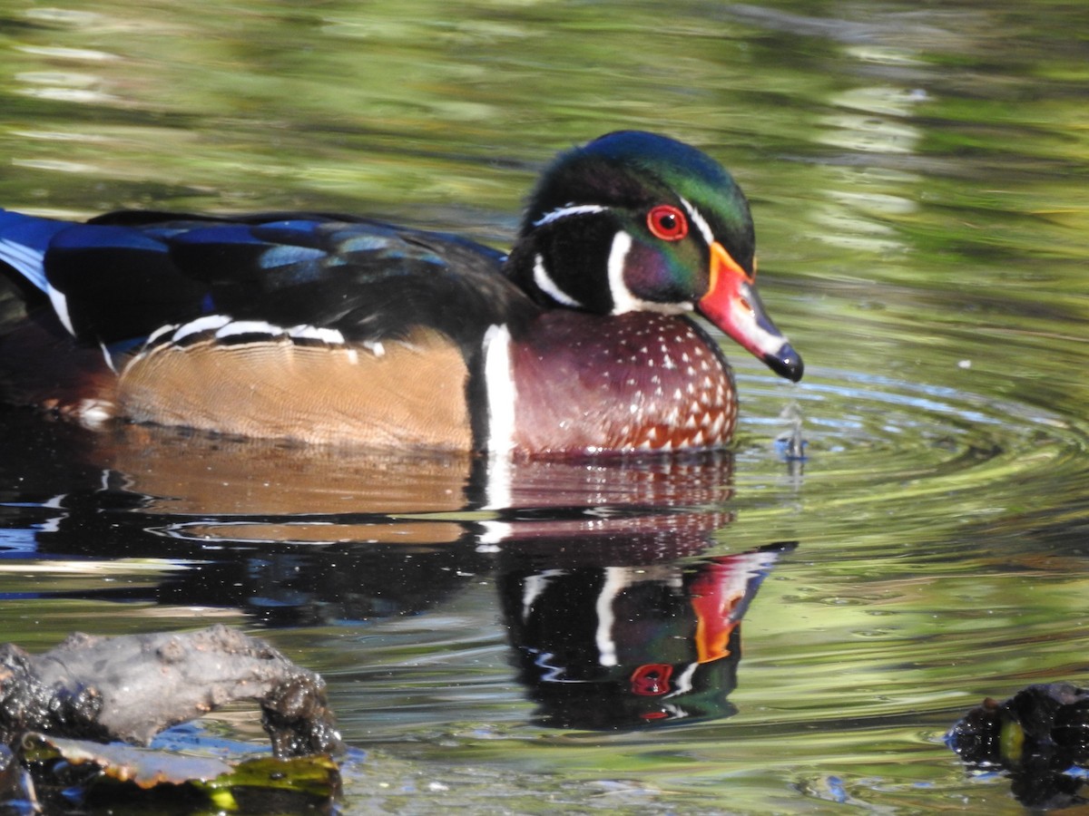 Canard branchu - ML623902909