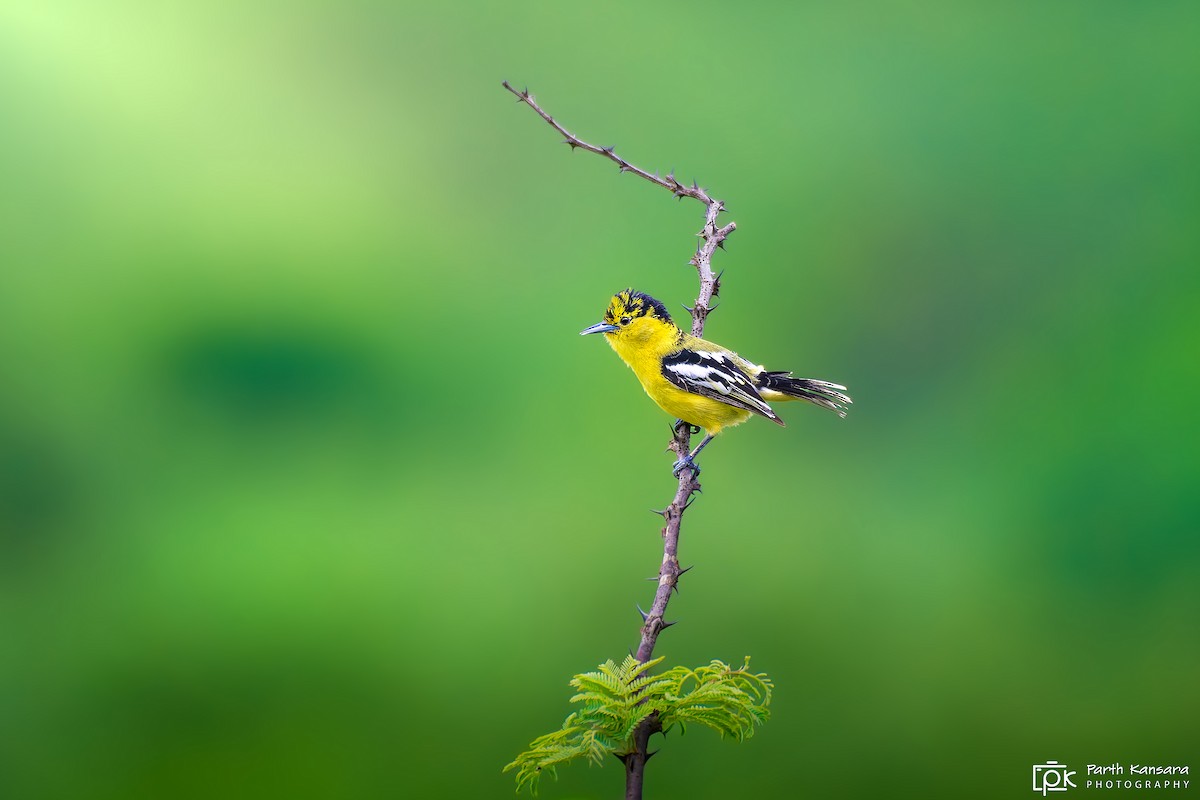 White-tailed Iora - ML623902911