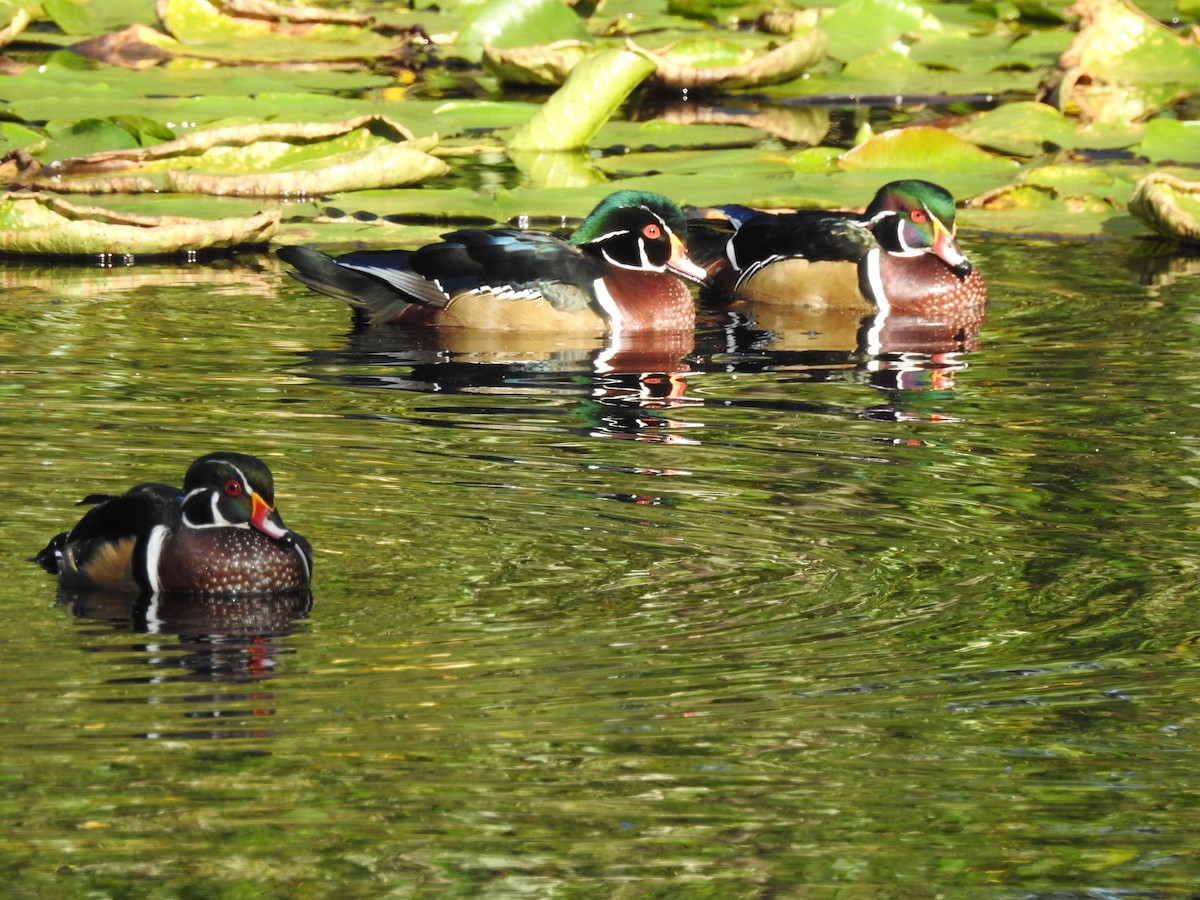 Canard branchu - ML623902913