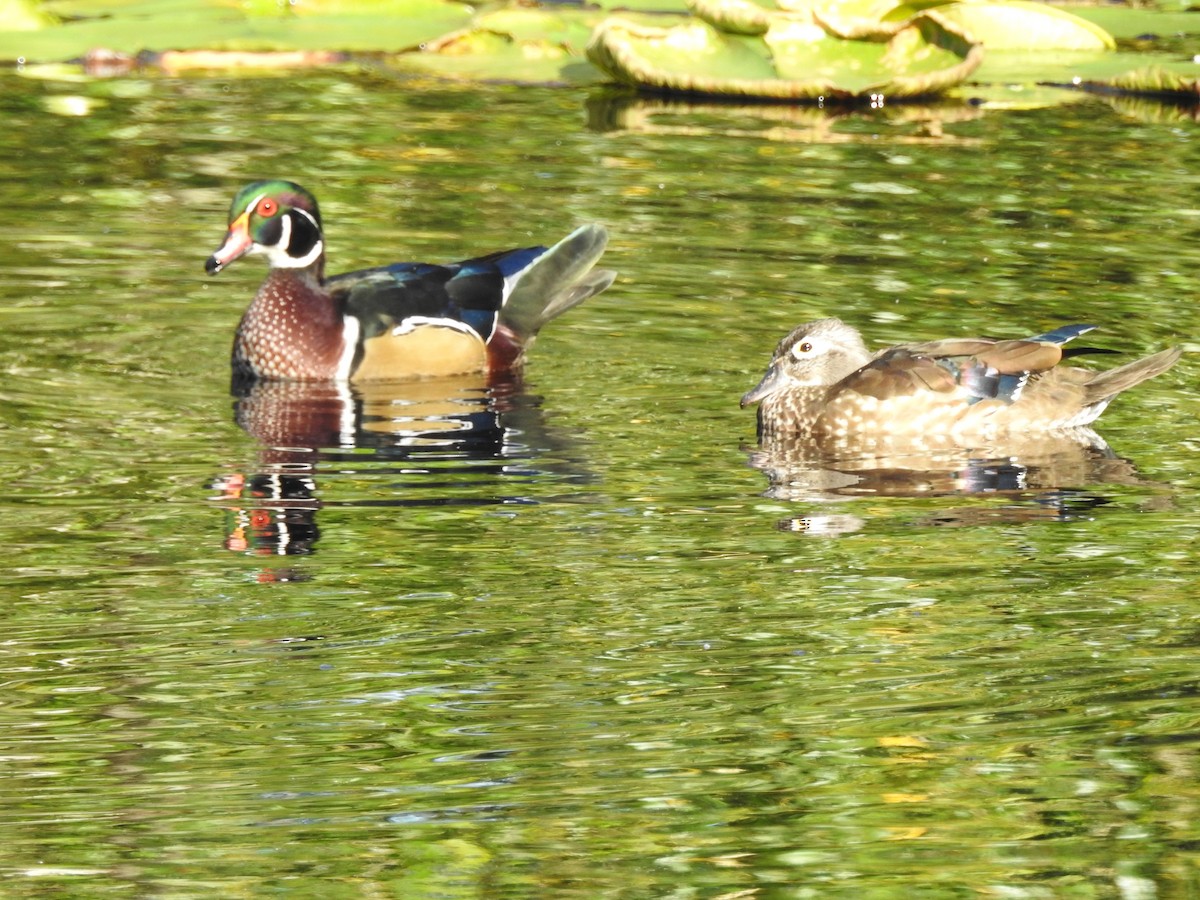 Canard branchu - ML623902914