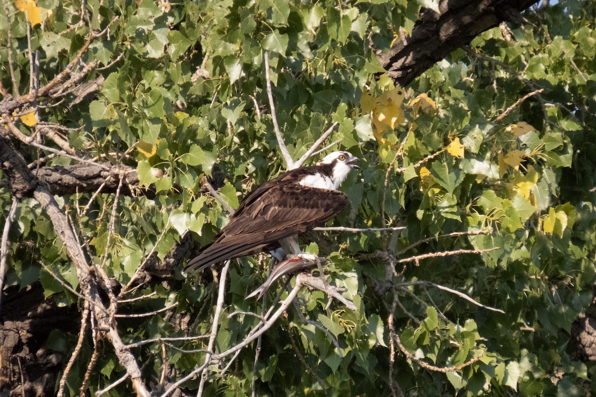 Osprey - Zachary Kaiser